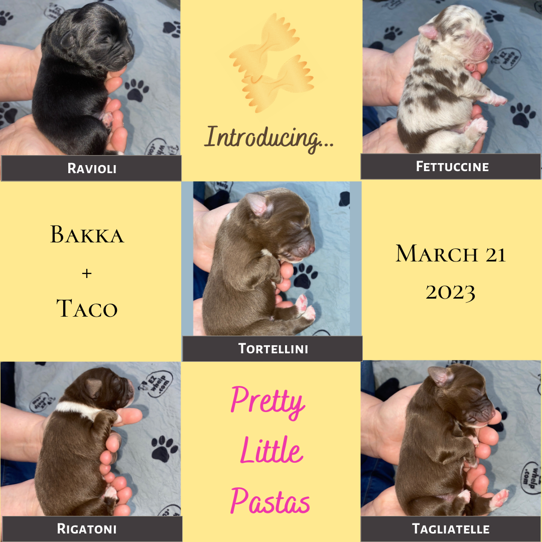 Collage of the five Pasta Puppies