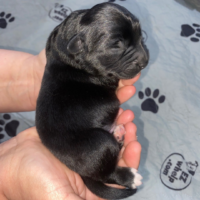 Newborn black puppy: Ravioli