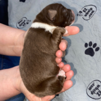 Newborn red puppy: Rigatoni