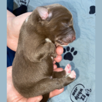Newborn red puppy: Tortellini