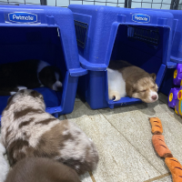 Puppies sleeping in open crates