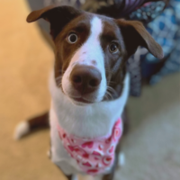Maxie in a pink bandana
