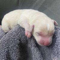 Beluga at 1 day old