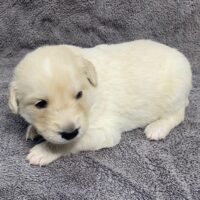 Beluga at 3 weeks old