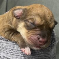 Kelpie at one day old