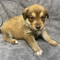 Kelpie at three weeks old