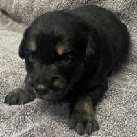 Mako at three weeks old