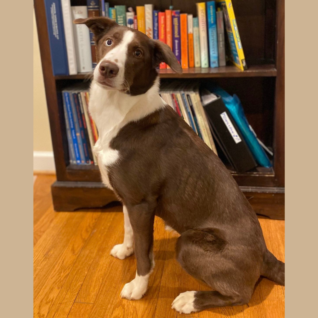 Maxie in front of bookshelf