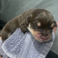 Otter at one day old