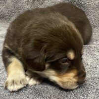 Otter at three weeks old