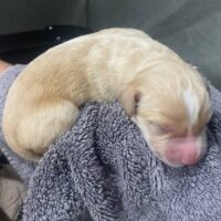 Sandy at one day old