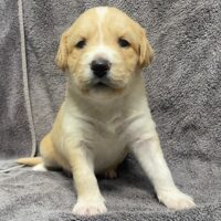 Sandy at three weeks old