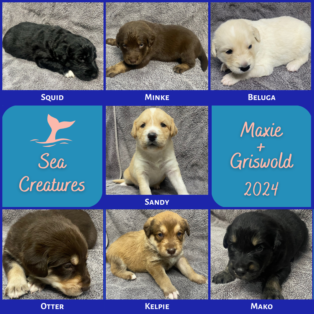 Collage of the seven Sea Creatures Puppies