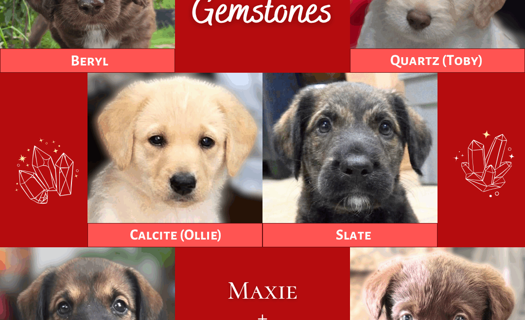 Collage of the six Gemstone Puppies