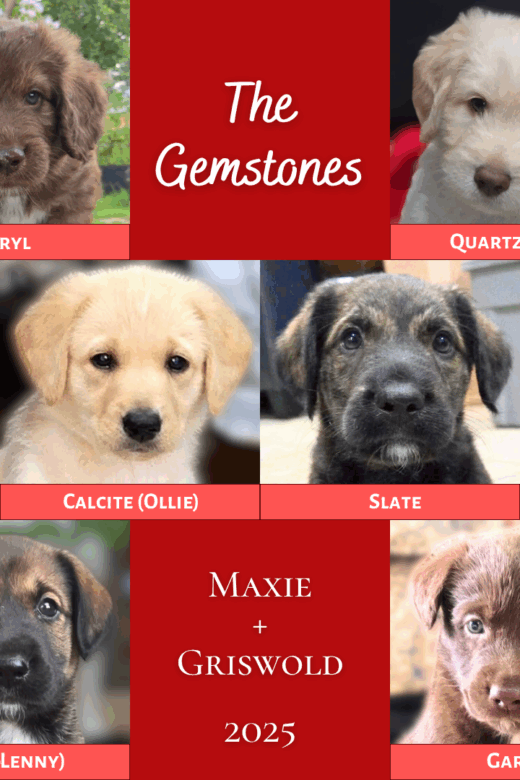 Collage of the six Gemstone Puppies