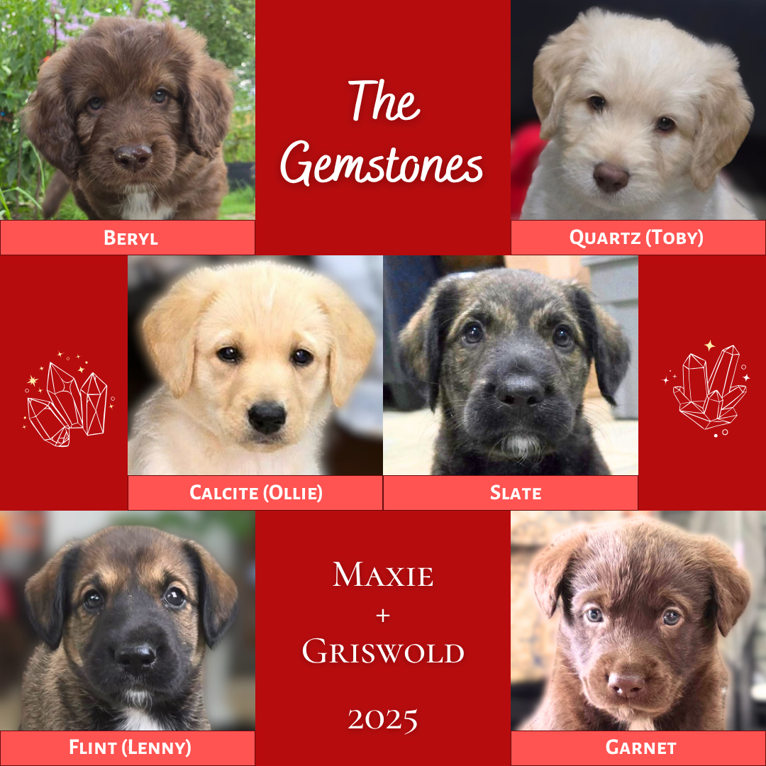 Collage of the six Gemstone Puppies